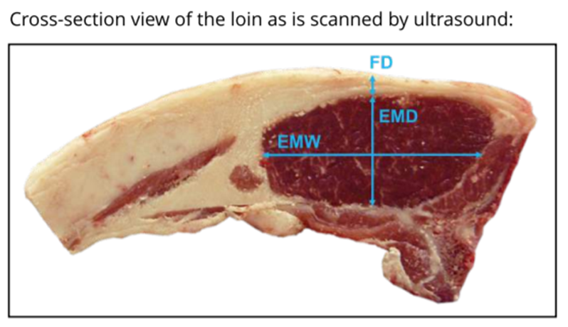 File:Cross-section of a loin muscle and an ultrasonic scan image (FD=Fat depth; EMD=Eye muscle depth; EMW=Eye muscle width).png