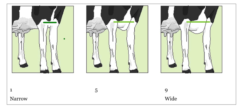 File:Chest width.png