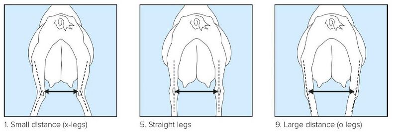 File:08 Rear Legs Set rear view.jpg
