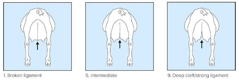 File:13 Central ligament.jpg