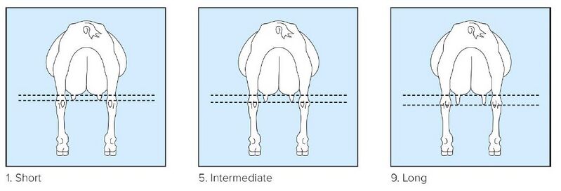 File:20 Teat Length.jpg