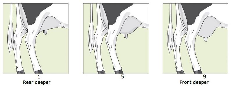 File:19. Udder balance.jpg