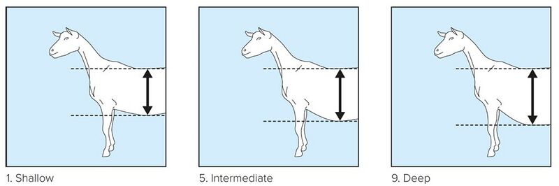 File:03 Body depth.jpg