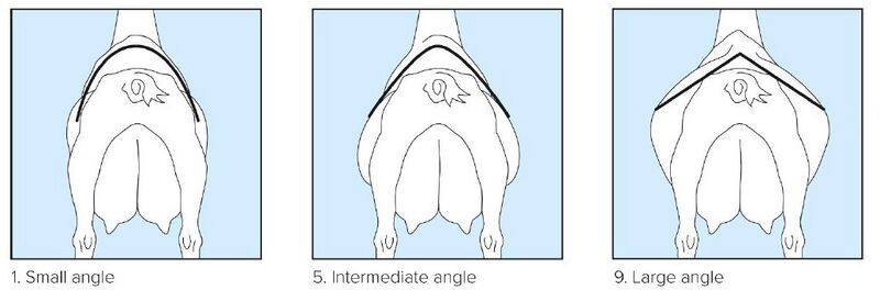 File:06 Rib Structure.jpg