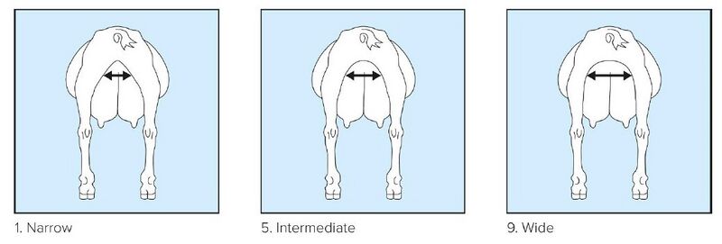 File:14 rear udder width.jpg