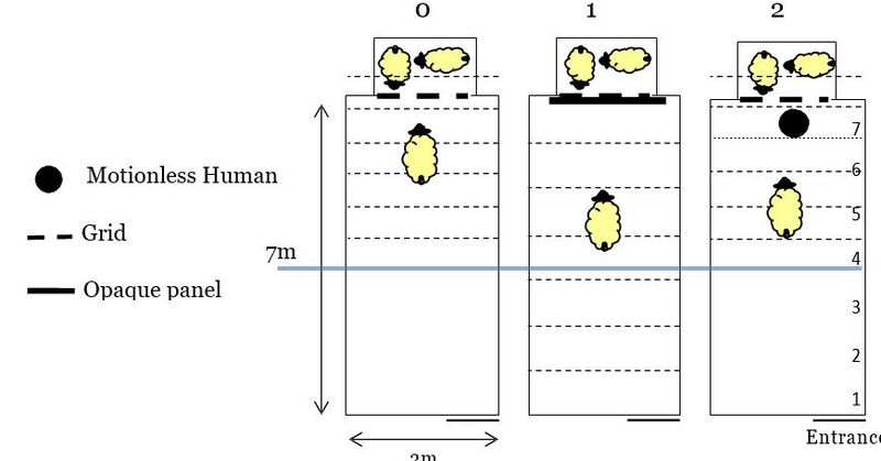 File:Experimental setup of the arena test for estimating the social reactivity of lambs.jpg