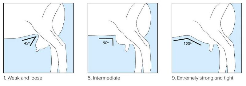 File:12 Fore Udder Attachment.jpg