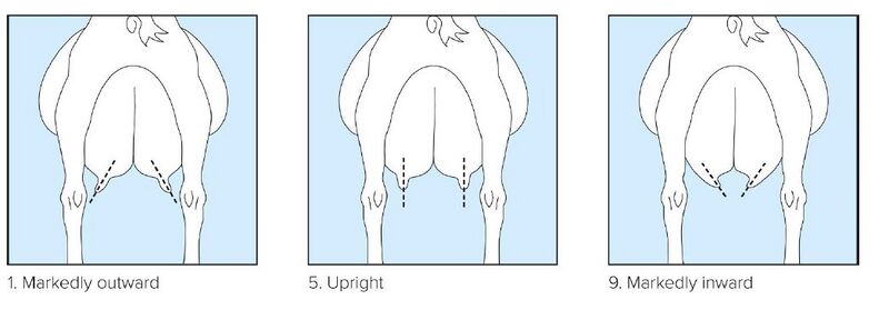 File:17 Teat Orientation rear view.jpg