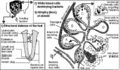 Thumbnail for version as of 15:15, 3 August 2024