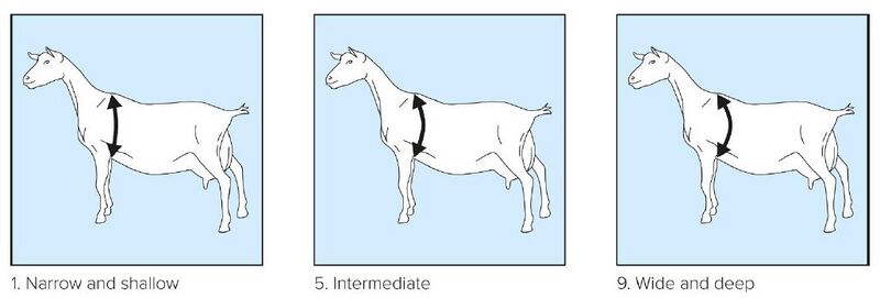 File:02 Chest circunference.jpg
