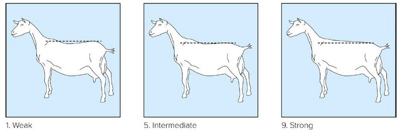 File:05 Loin Strength.jpg