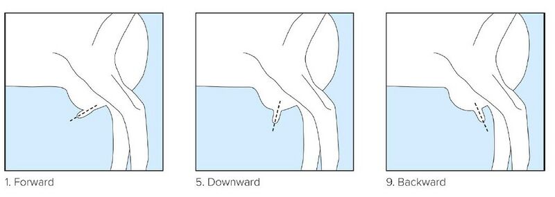 File:19 Teat orientation side view.jpg