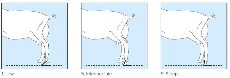 File:10 Hind Pasterns side view.jpg