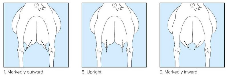 File:Teat Orientation rear view.jpg