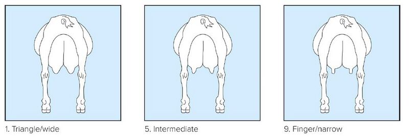 File:21 Teat form.jpg