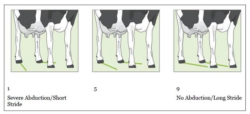 File:Section 5. Appendix 1. Figure 11. Locomotion.jpg
