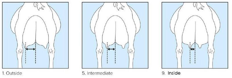 File:16 Teat placement rear view.jpg